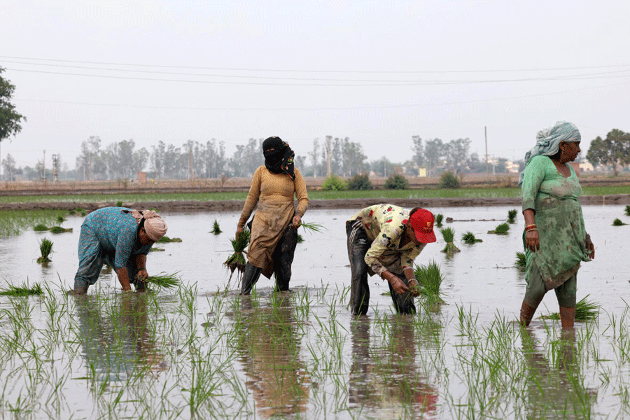 india-rice-production-groundwater-crisis-2025