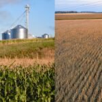 $2.6 Billion in Corn and Soy Lost Annually: New WWF Study Reveals Hidden Harvest Waste