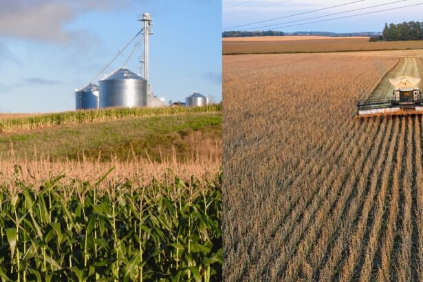 $2.6 Billion in Corn and Soy Lost Annually: New WWF Study Reveals Hidden Harvest Waste